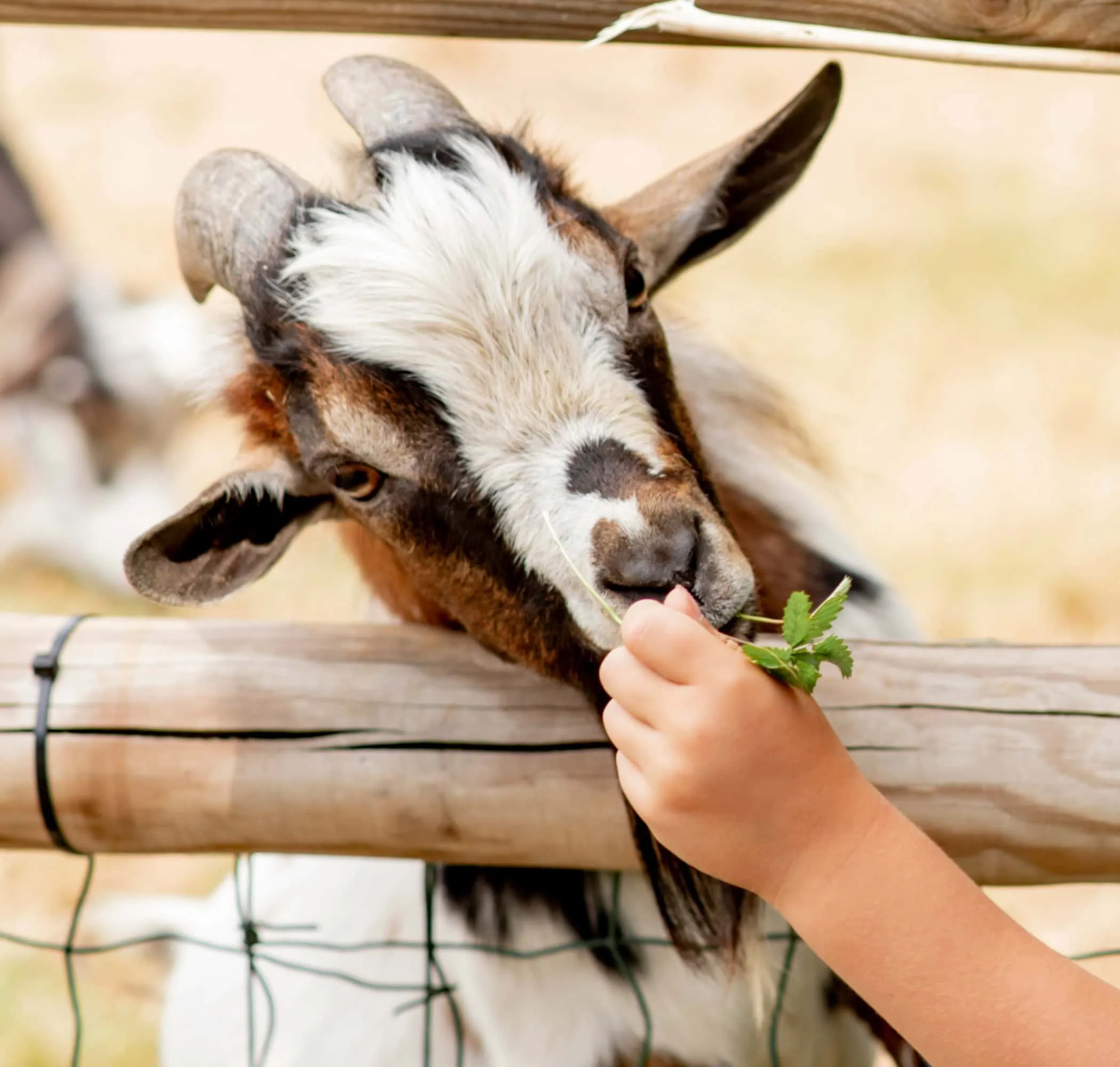 Kitakinder-Geburtstag Mit Tieren Feiern // Himbeer