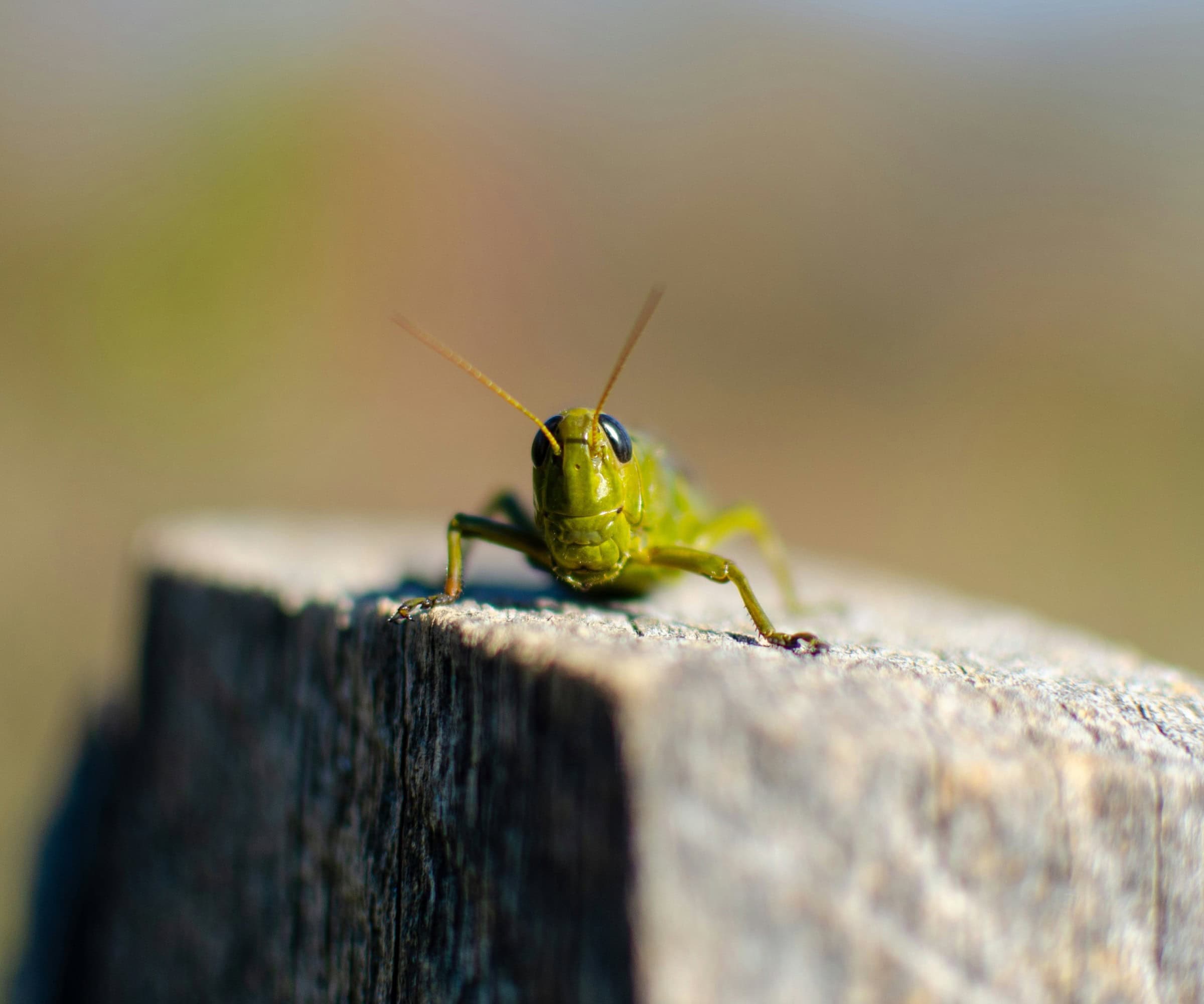 Kitakindergeburtstag In Der Natur Feiern // Himbeer
