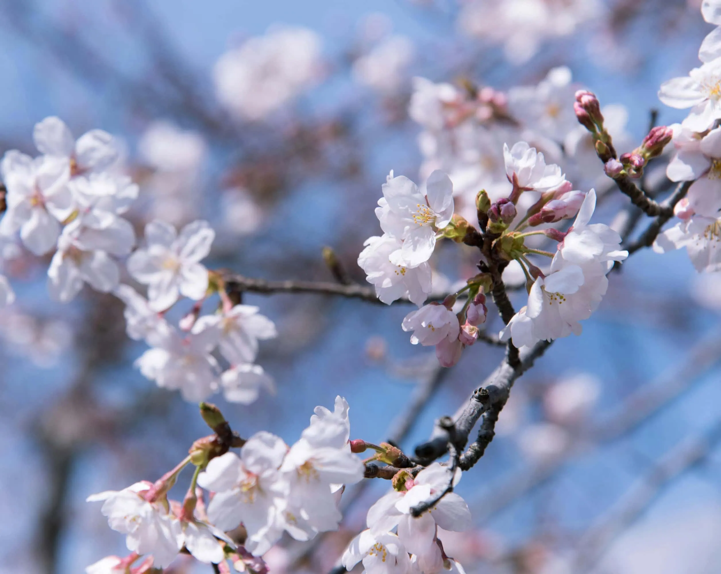 Im April Kirschblüten In Berlin Bewundern // Himbeer