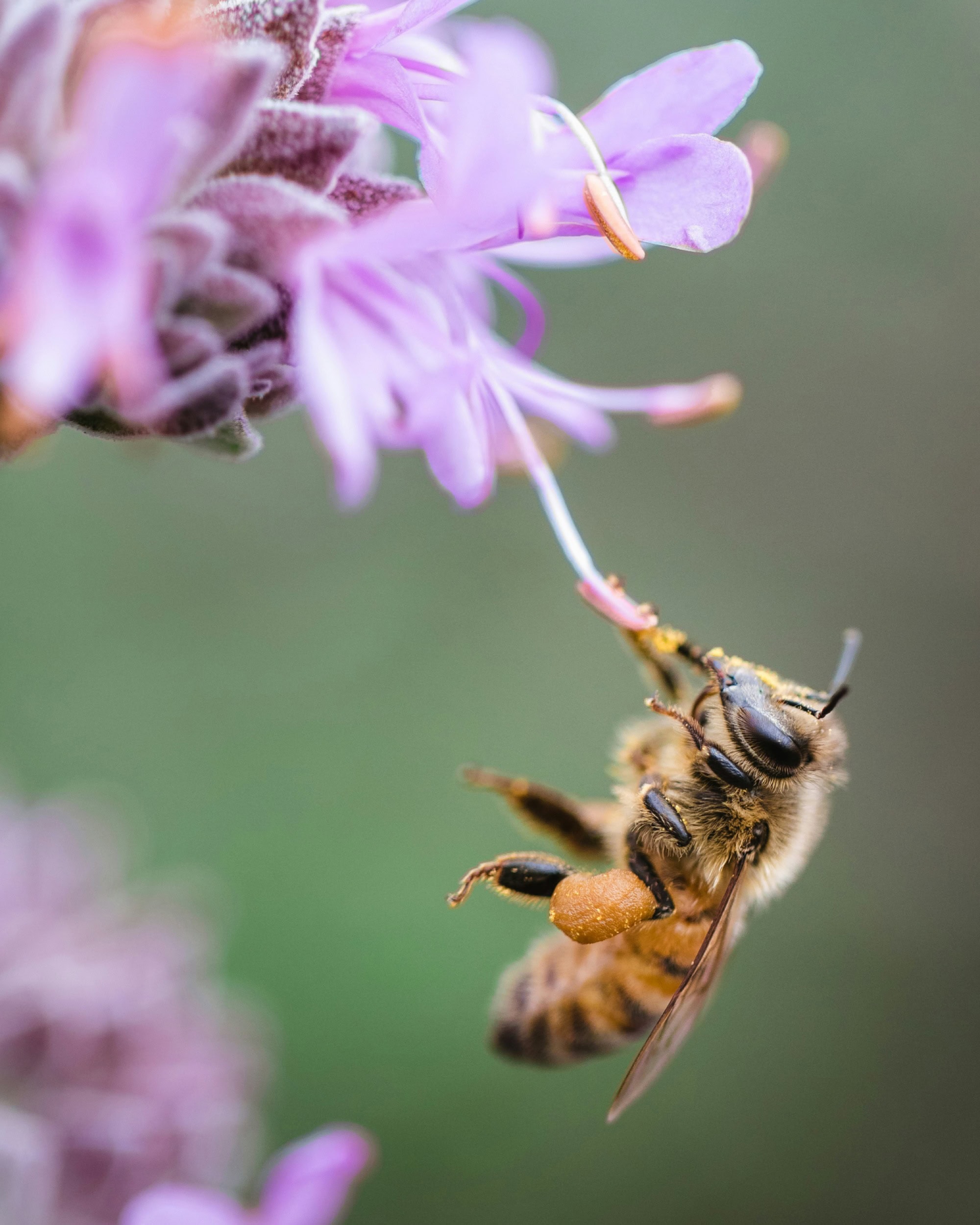Berliner Wildbienen Und Ihre Lebensräume Im Ökowerk // Himbeer