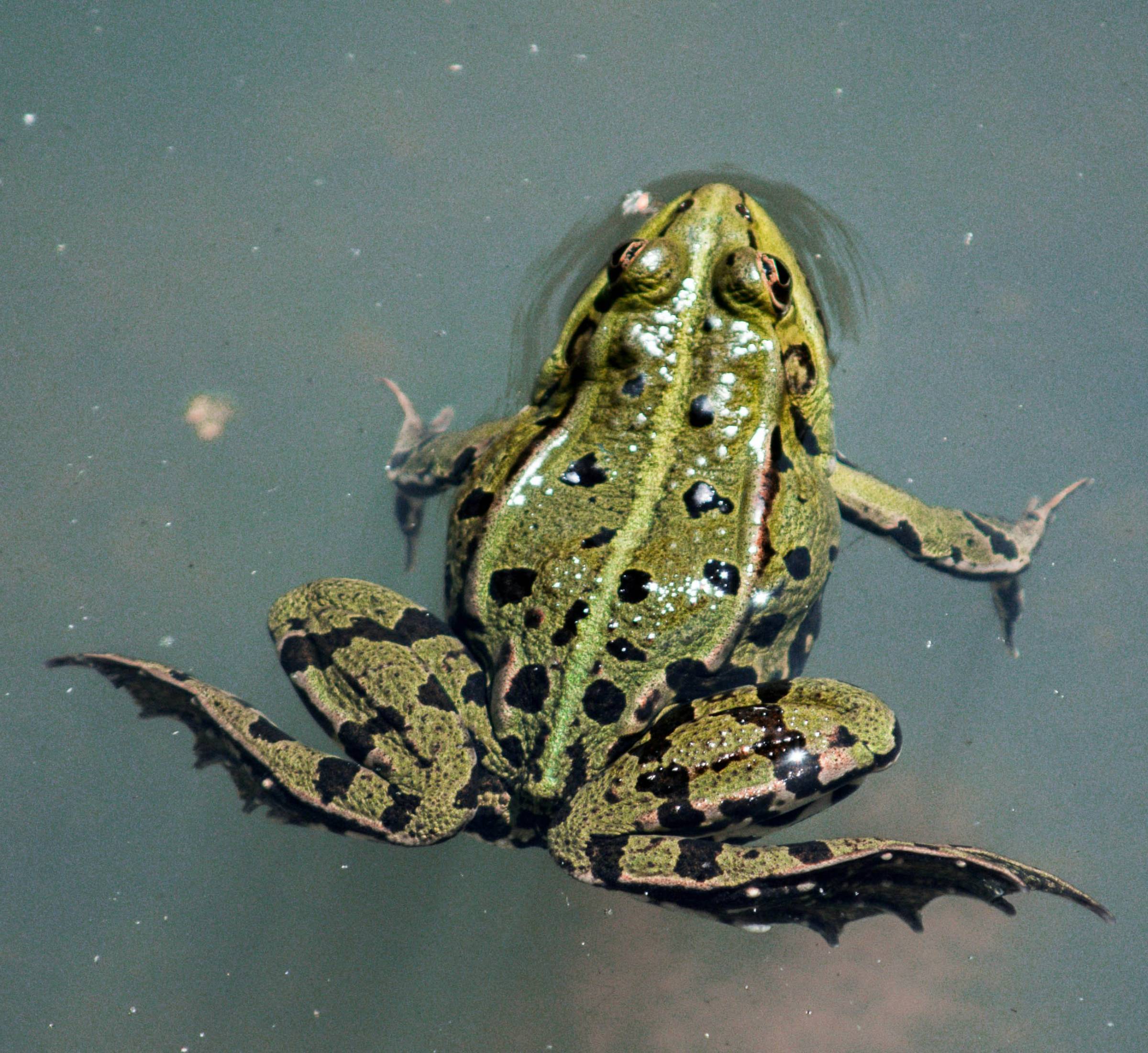 Bio-Blitz Amphibien Im Rahmen Der City Nature Challenge 2026 // Himbeer