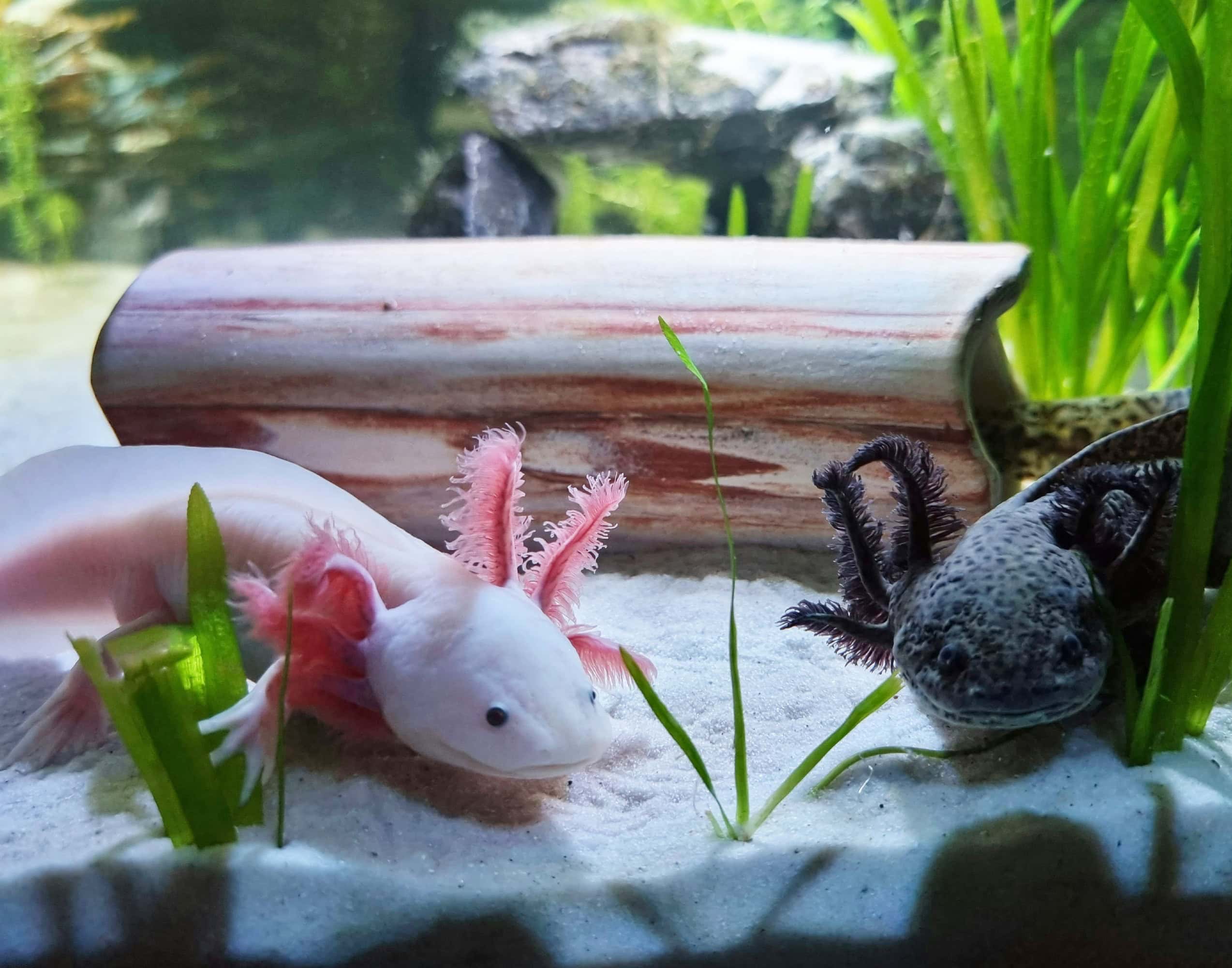 Kinderkarneval Der Kulturen, Motto 2026: Rettet Das Axolotl // Himbeer