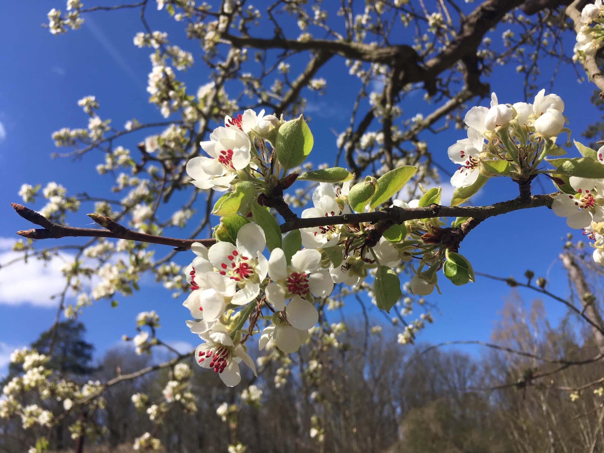 Mini-Tipps Im Mai: Bloom Up Frühlingsfest Im Naturschutzzentrum Ökowerk Berlin // Himbeer 