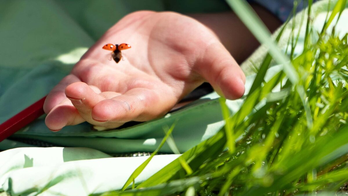 Ferienkurse In Der Natur // Himbeer