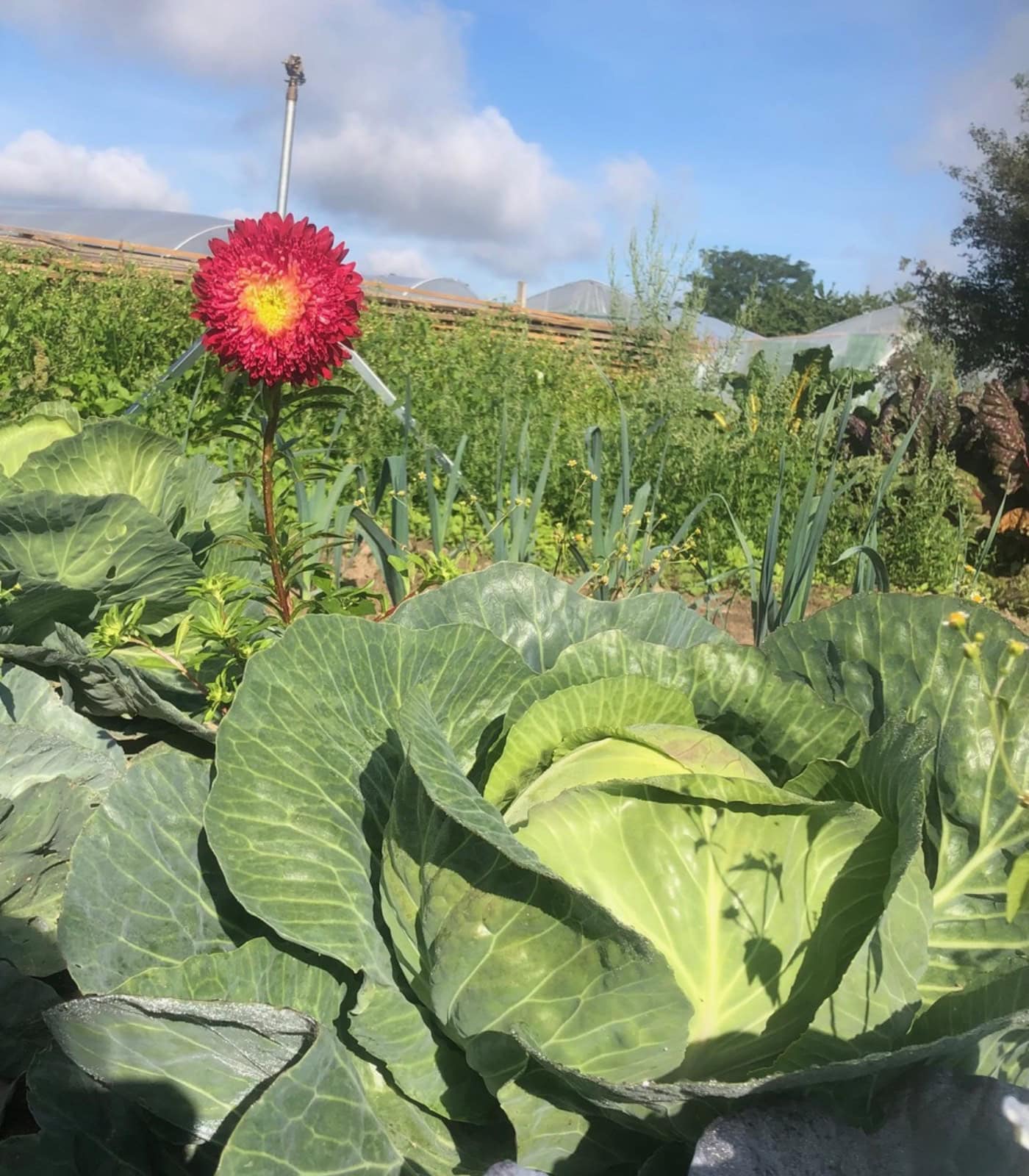 Bio-Jungpflanzen-Markt 2026 Bei Good Food Syndicate, Für Familien // Himbeer