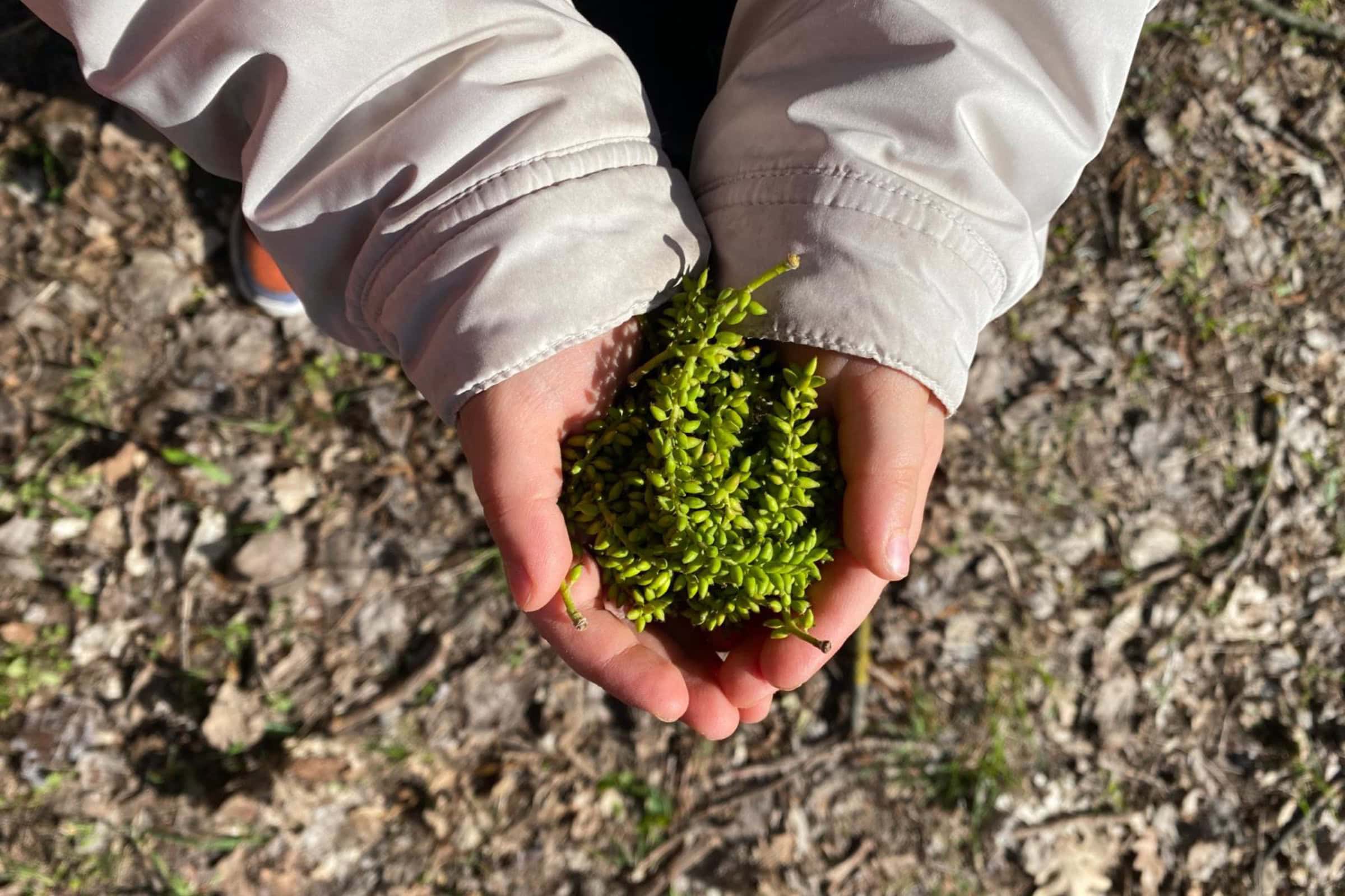 Mini-Tipps Im Juni: Eröffnung Des Naturerfahrungsraum Maulwurfshügel // Himbeer