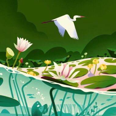 Tolle Kinderbücher Über Die Natur: Samen Von Cruschiform