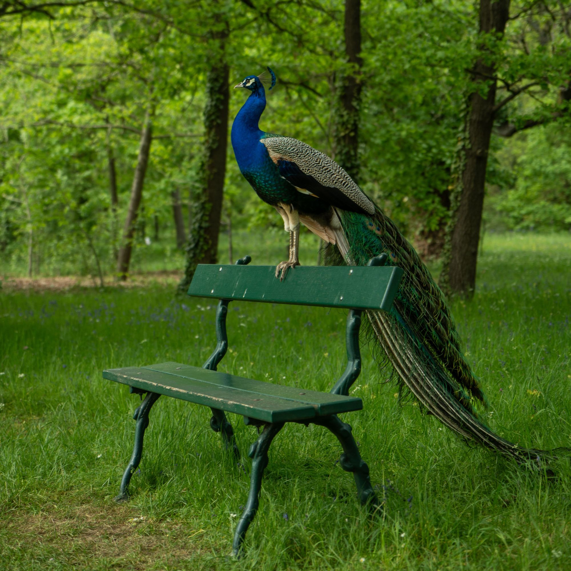 In Den Sommerferien Die Pfaueninsel Besuchen // Himbeer