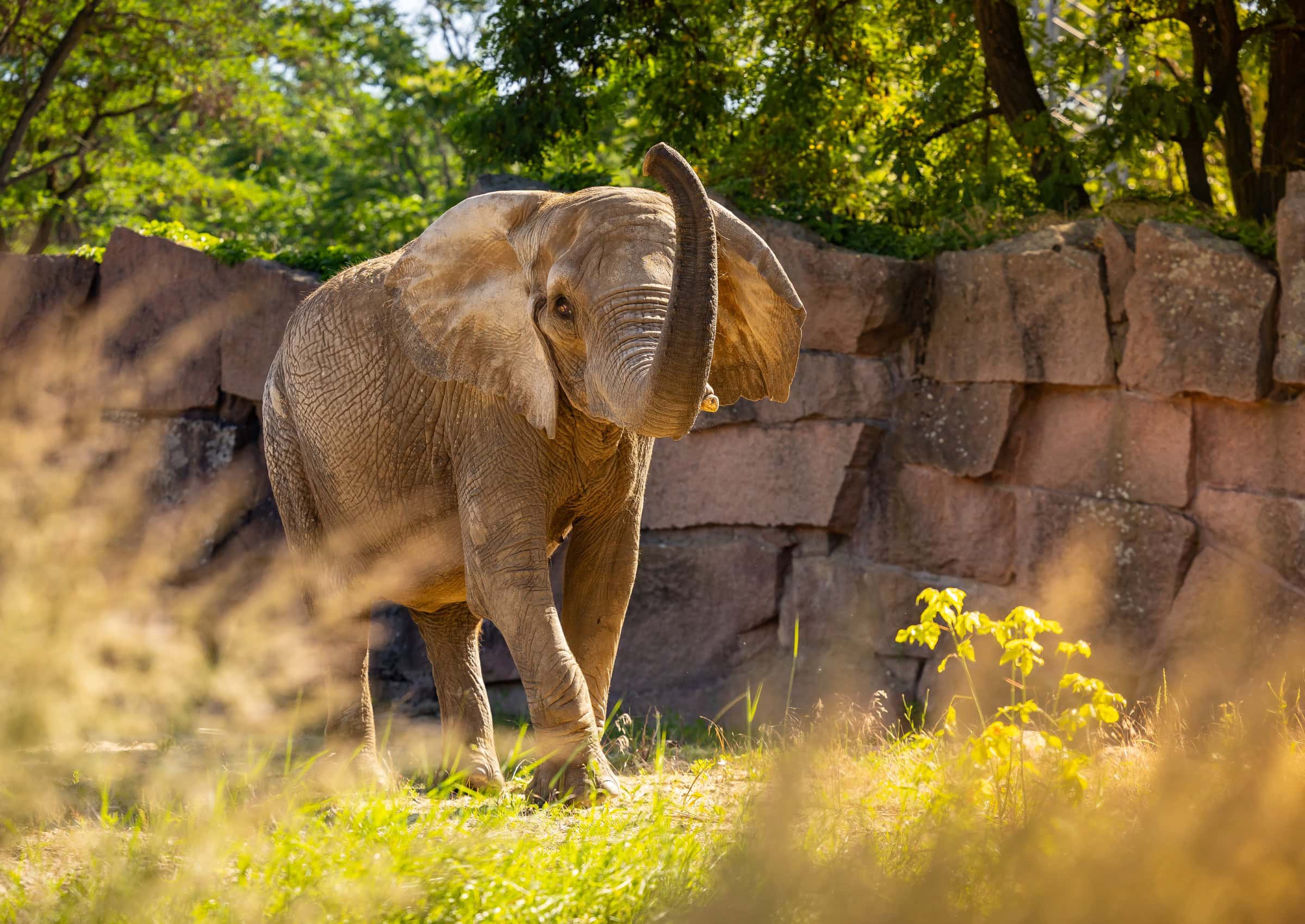 Afrika-Reise Im Tierpark Berlin // Himbeer